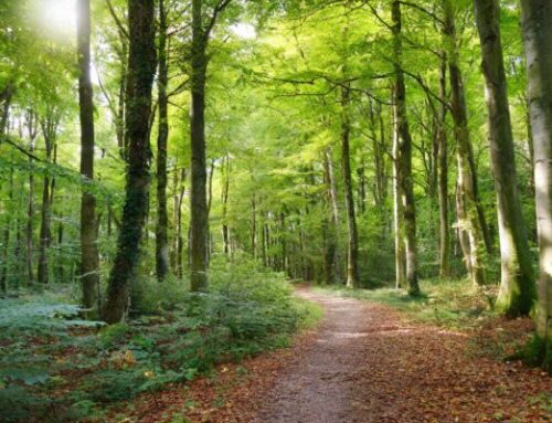 What is Shinrin-Yoku: Forest Bathing